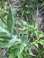 Lithospermum bejariense