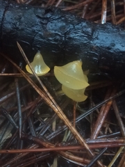 Heterotextus miltinus