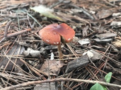 Gymnopilus allantopus