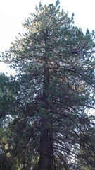 Pinus coulteri