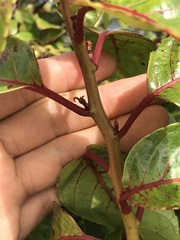 Perrottetia sandwicensis