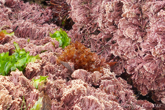 Halymeniaceae