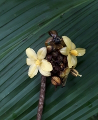 Molineria capitulata