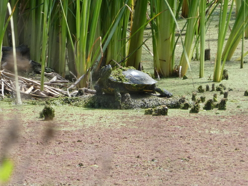 photo of Common Slider (Trachemys scripta)