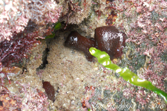 Bunodosoma caissarum image