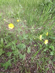 Ranunculus propinquus