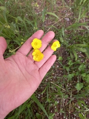 Ranunculus propinquus