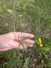 Ranunculus propinquus