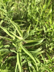 Eupatorium altissimum