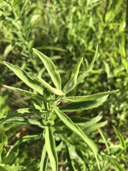 Eupatorium altissimum