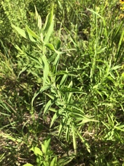Eupatorium altissimum