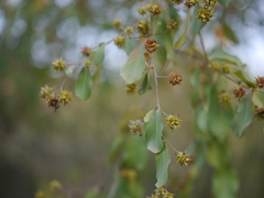 Terminalia phillyreifolia