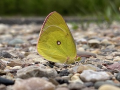 Colias interior