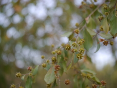 Terminalia phillyreifolia