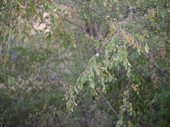 Terminalia phillyreifolia