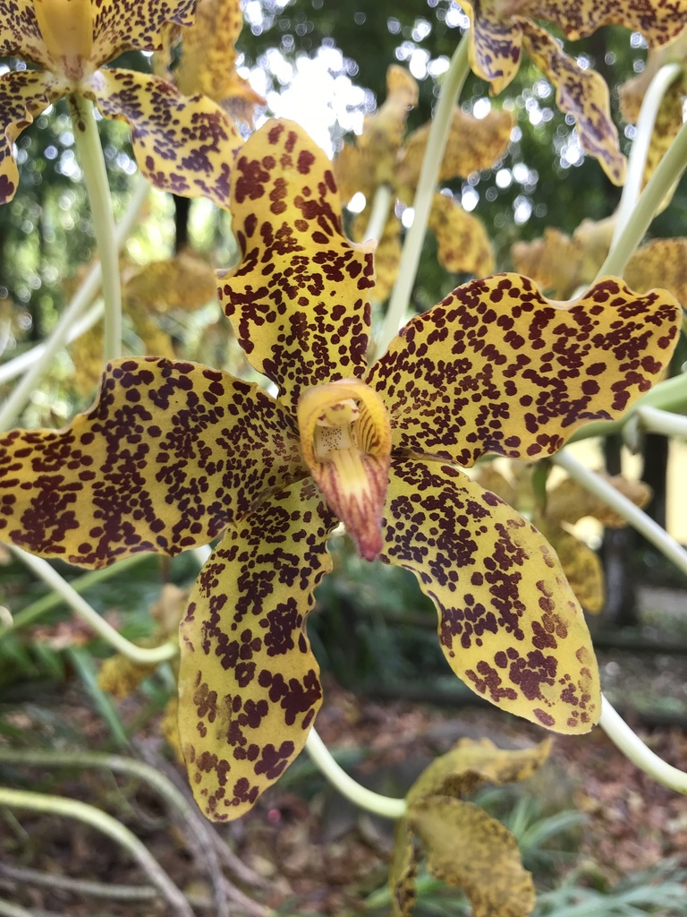 Tiger Orchid