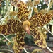 Grammatophyllum speciosum - Photo (c) Steven Chong,  זכויות יוצרים חלקיות (CC BY-NC), הועלה על ידי Steven Chong