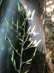 Lactuca hirsuta