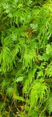 Selaginella plana