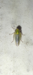 Cicadellidae