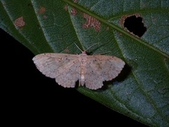 Perixera illepidaria