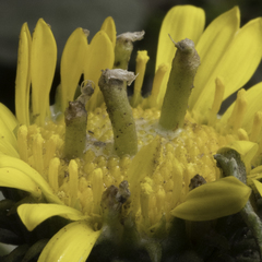 Rhopalomyia grindeliae