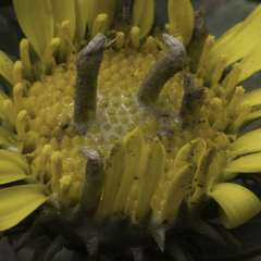 Rhopalomyia grindeliae