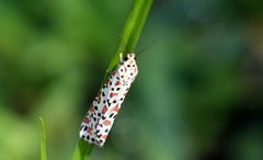 Utetheisa lotrix
