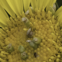 Rhopalomyia grindeliae