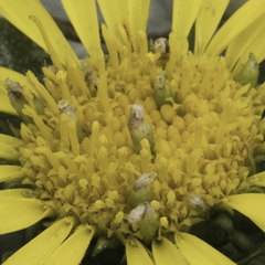 Rhopalomyia grindeliae