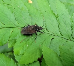Neolethaeus assamensis