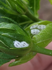 Phenacoccus solenopsis