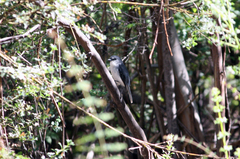 Eopsaltria georgiana