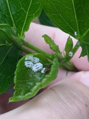 Phenacoccus solenopsis