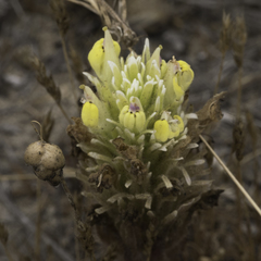 Castilleja ambigua