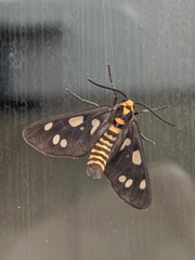 Eressa geographica