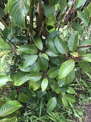 Perrottetia sandwicensis
