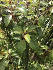 Perrottetia sandwicensis