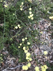 Acacia alata
