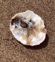 Tedinia pernoides