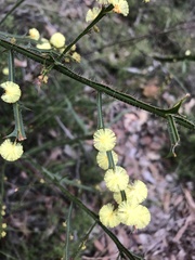 Acacia alata