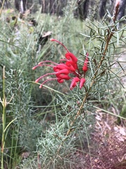 Grevillea wilsonii