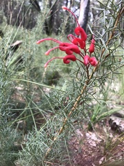 Grevillea wilsonii