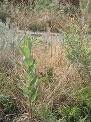 Asclepias speciosa