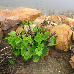 Pelargonium zonale