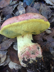 Butyriboletus querciregius