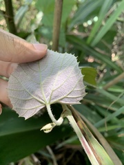 Vitis kelungensis