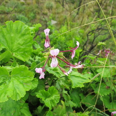 Pelargonium zonale