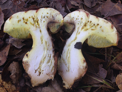 Butyriboletus querciregius