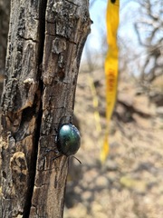 Leptinotarsa behrensi